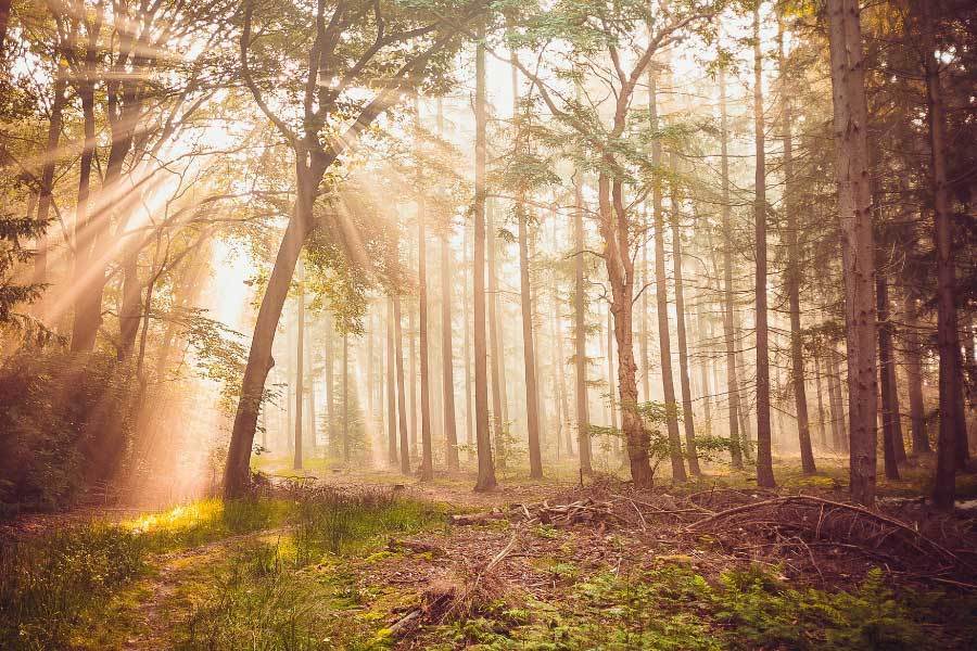 假村在近期 假村在近期